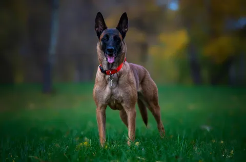 Malinois