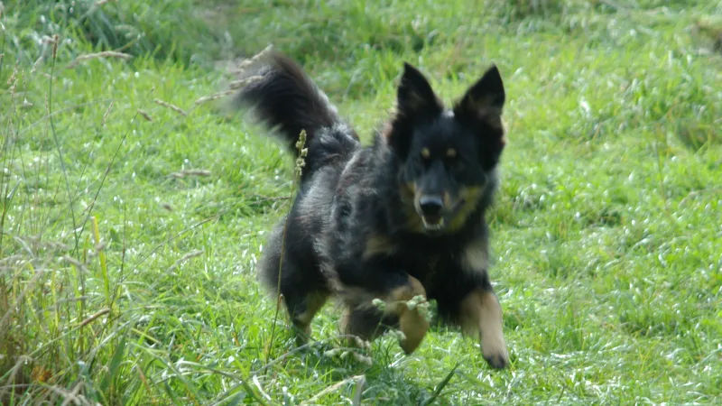 Schwarz-gelber altdeutscher Hütehund in vollem Lauf