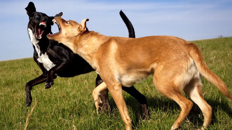 Zwei Hunde spielen - oder auch nicht?