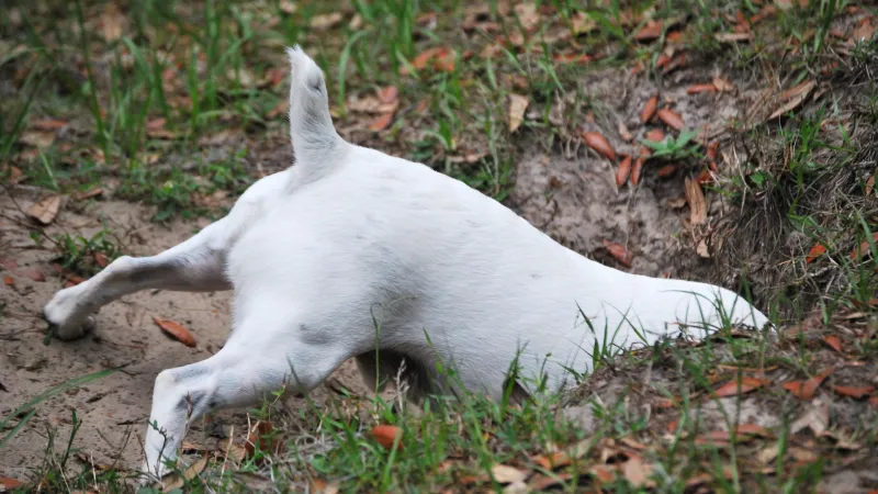 Terrier buddelt nach Beute