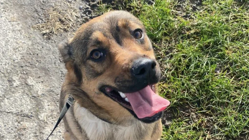 Bild von einem ängstlichen Hund