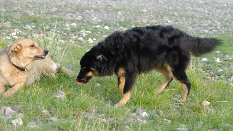 2 Hunde begegne sich