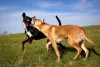 Zwei Hunde spielen - oder auch nicht?