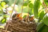 Vögelküken im Nest
